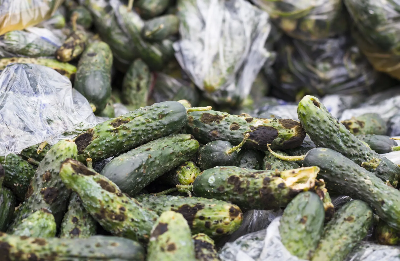 Understanding Farm-Level Food Waste: Causes and Consequences